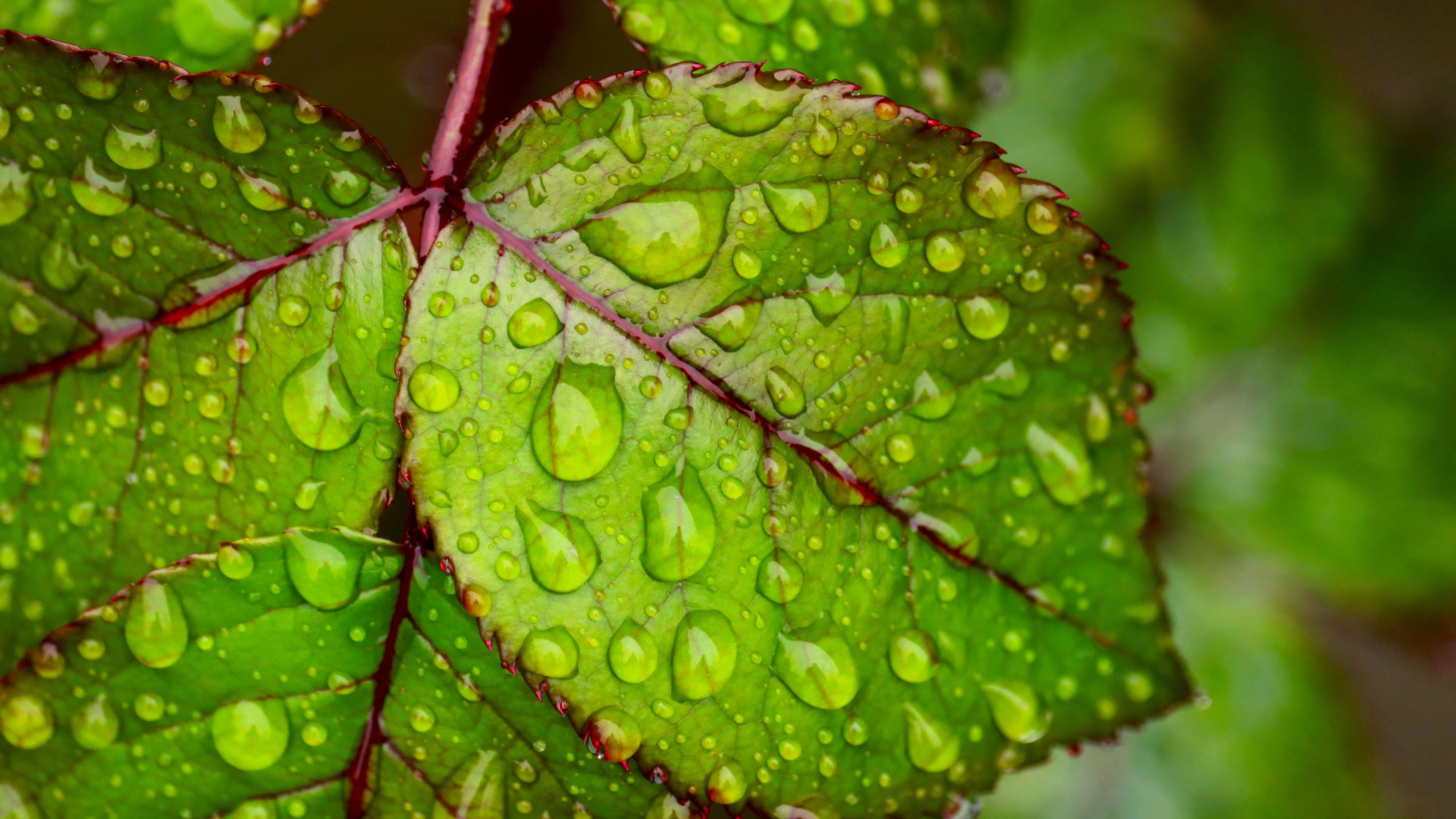 close up of water droplets on a leaf 2k 4k