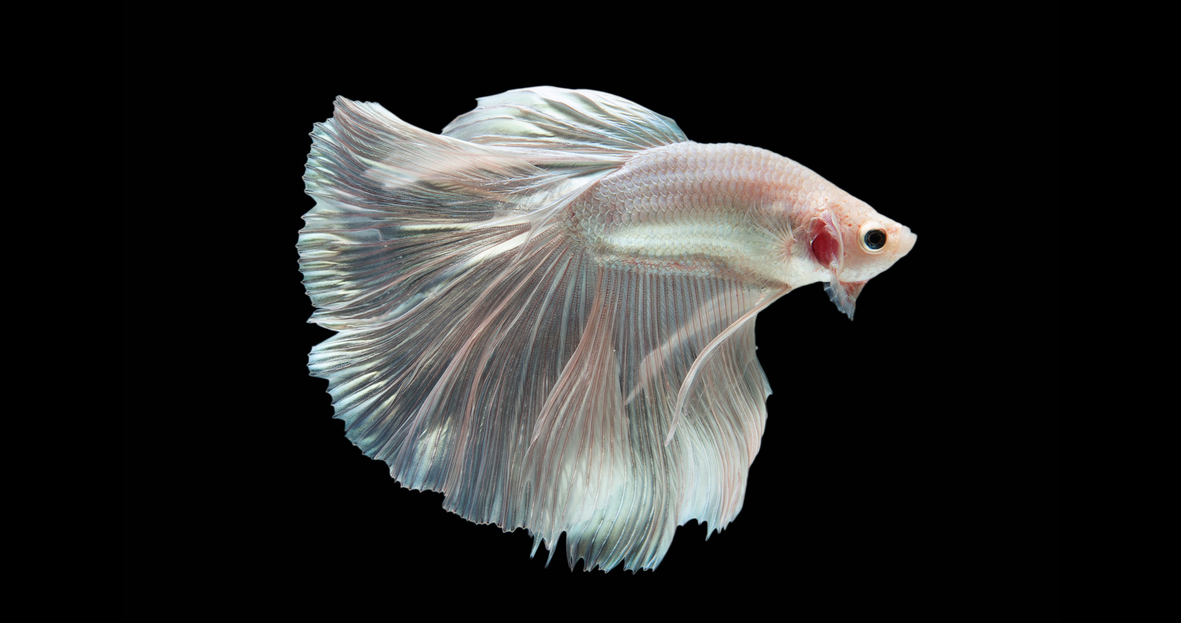 Betta Fish With Black Background amoled 2k 4k