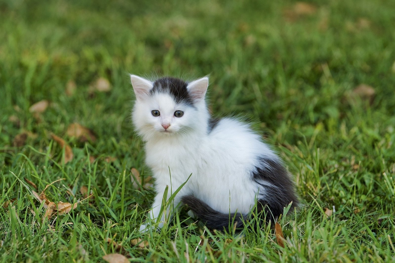 Cute catty 2k