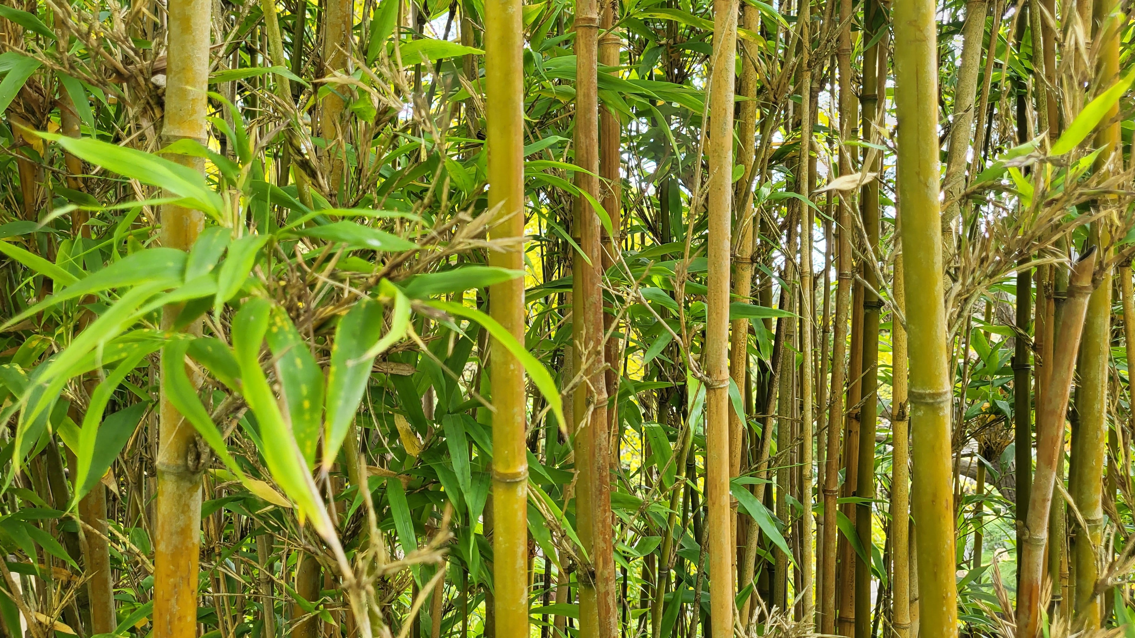 Bamboo Forest 2k 4k