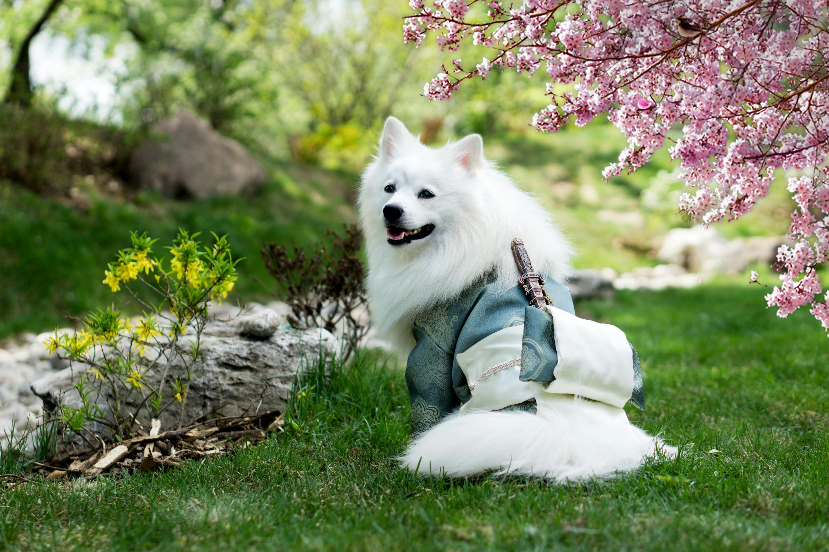 Samurai Dog Enjoying the Spring Blossoms 2k