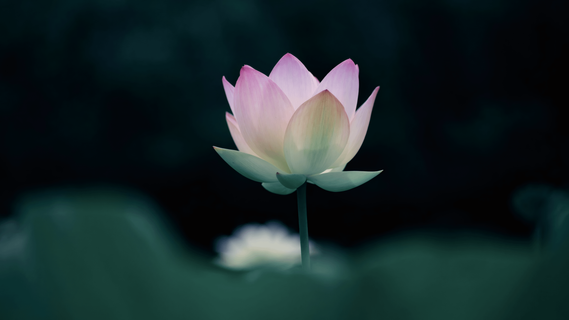 Lotus Flower 2k